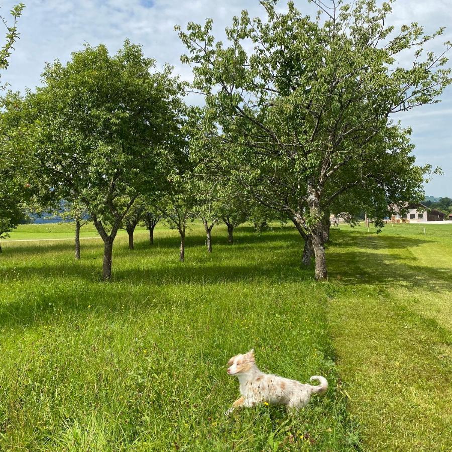 Biohof-Feichtinger Lägenhet Zell am Moos Exteriör bild