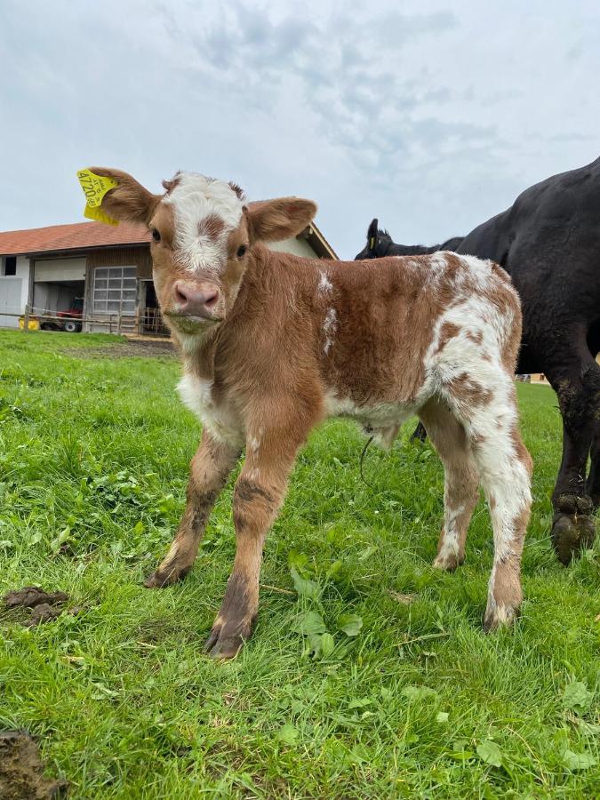 Biohof-Feichtinger Lägenhet Zell am Moos Exteriör bild