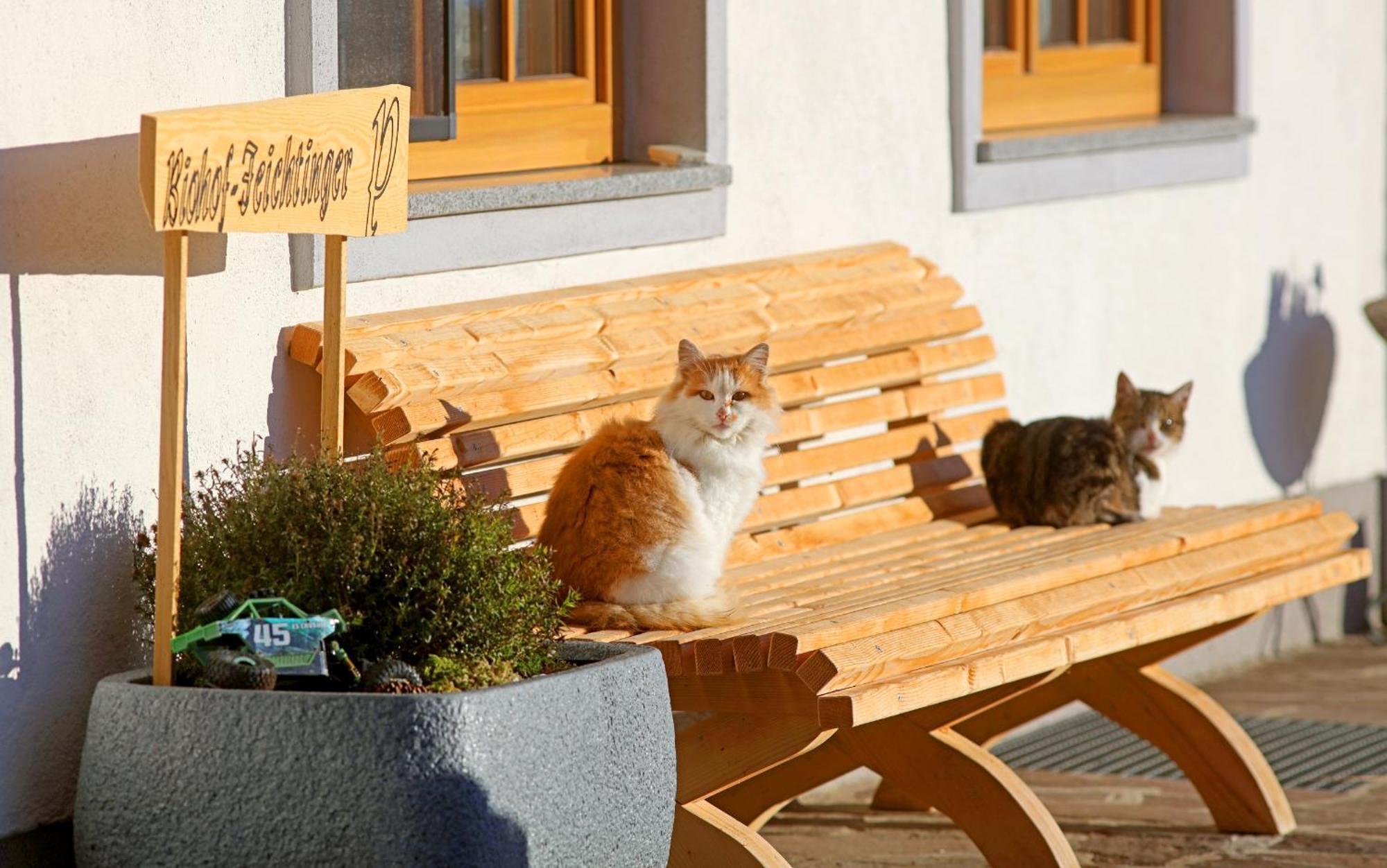 Biohof-Feichtinger Lägenhet Zell am Moos Exteriör bild