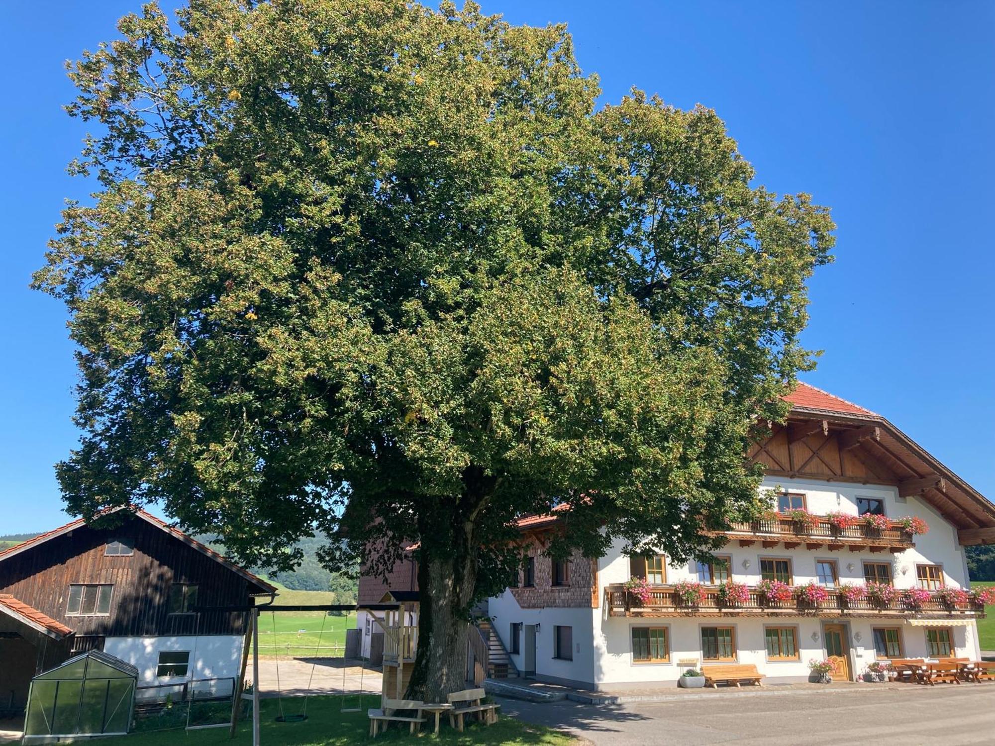 Biohof-Feichtinger Lägenhet Zell am Moos Exteriör bild
